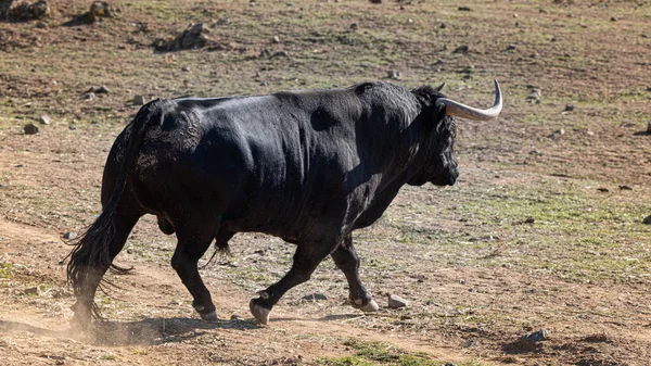 Touro Luta Espanhol Campo Pronto Para Touradas — Fotografia de Stock