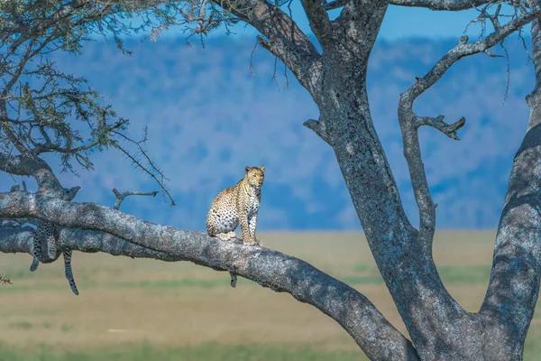 Beautiful Shot Leopard Standing Tree Branch — стоковое фото