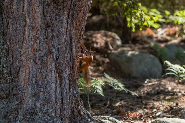 Ein Selektives Eichhörnchen Auf Einem Baum — Stockfoto