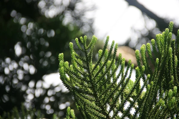 Closeup Shot Green Pine Tree Branches — Stock Photo, Image