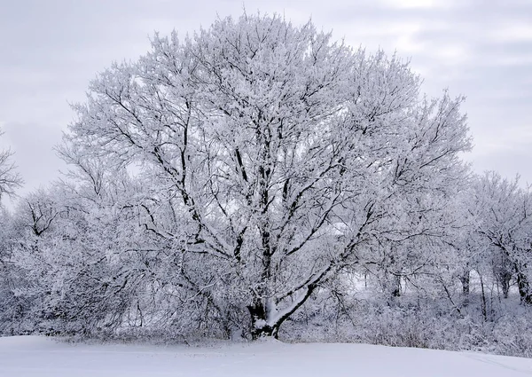 Bela Paisagem Inverno Com Árvores Brancas — Fotografia de Stock