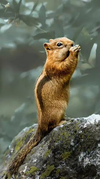 Ein Weicher Fokus Eines Eichhörnchens Das Auf Einem Felsen Steht — Stockfoto