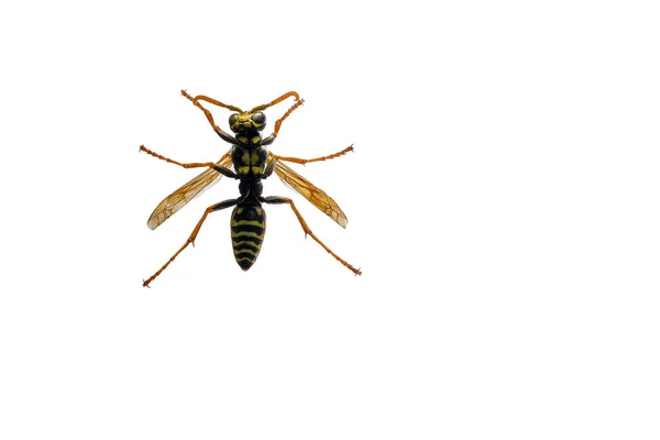 Polistes Dominula Вид Знизу Білому Тлі Copy Space — стокове фото