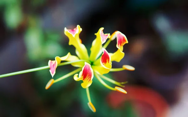 Closeup Shot Blooming Flame Lily Flower — Zdjęcie stockowe