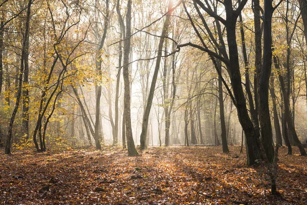 Vacker Utsikt Över Skogen Med Solljus Hösten — Stockfoto
