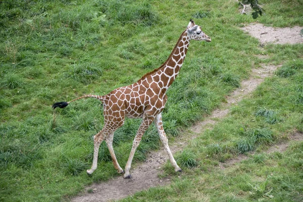 The young giraffe running on the green lawn.