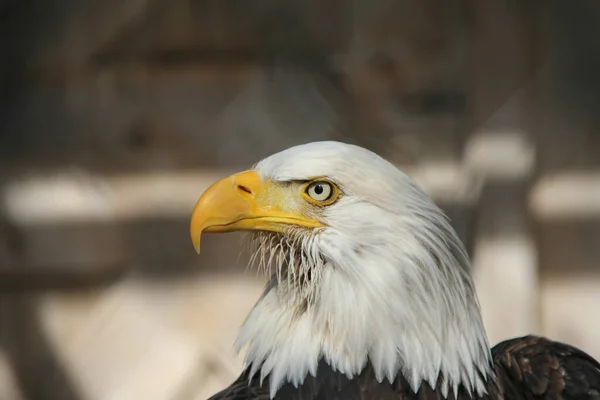 Closeup Shot Eagle Blurred Background — 스톡 사진