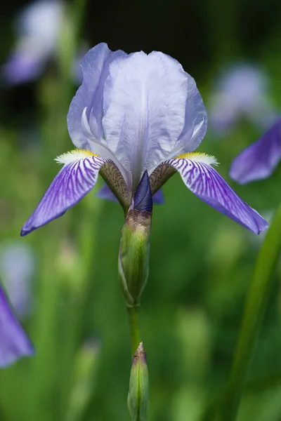 Vertical Shot Beautiful Iris Blooming Garden — Stockfoto