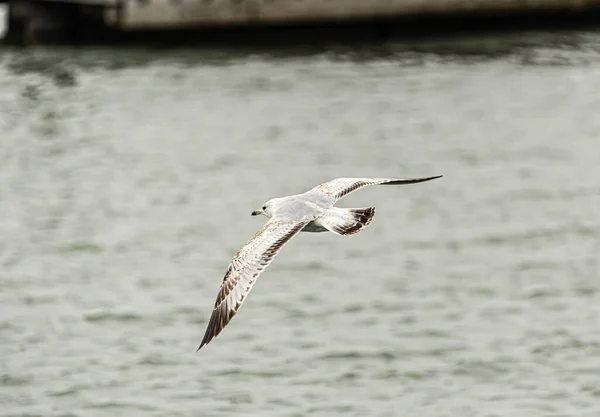 Une Belle Mouette Blanche Vol — Photo