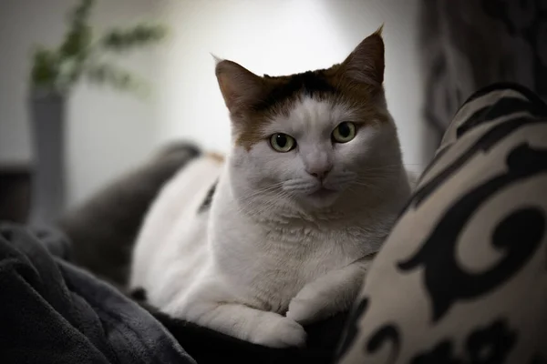 Primo Piano Gatto Carino Bianco Sul Divano — Foto Stock