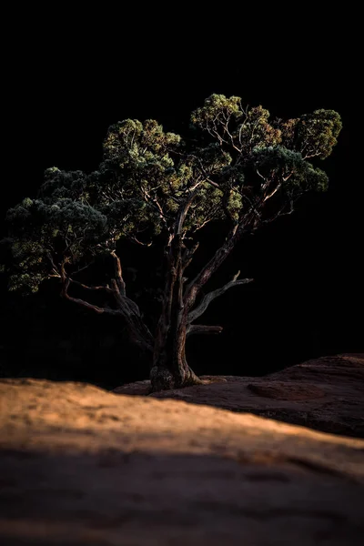 Vertikal Bild Ett Träd Soldat Pass Trail Sedona Arizona — Stockfoto