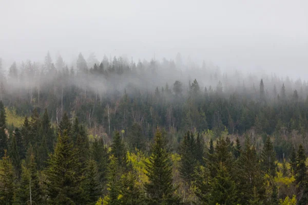 Landscape Forests Covered Fog Banff National Park Alberta Canada — Stockfoto