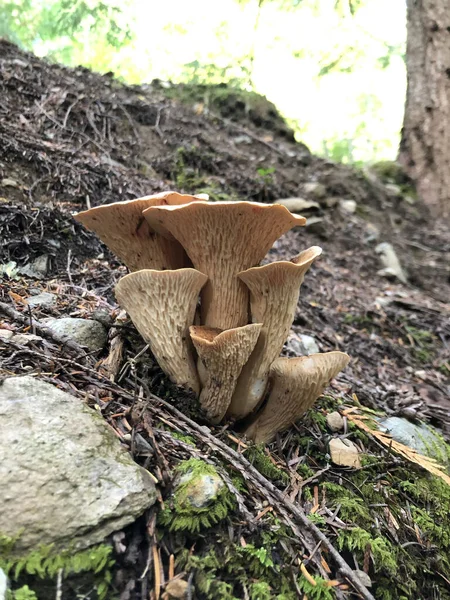 Een Verticaal Shot Van Wilde Paddestoelen Een Woud — Stockfoto