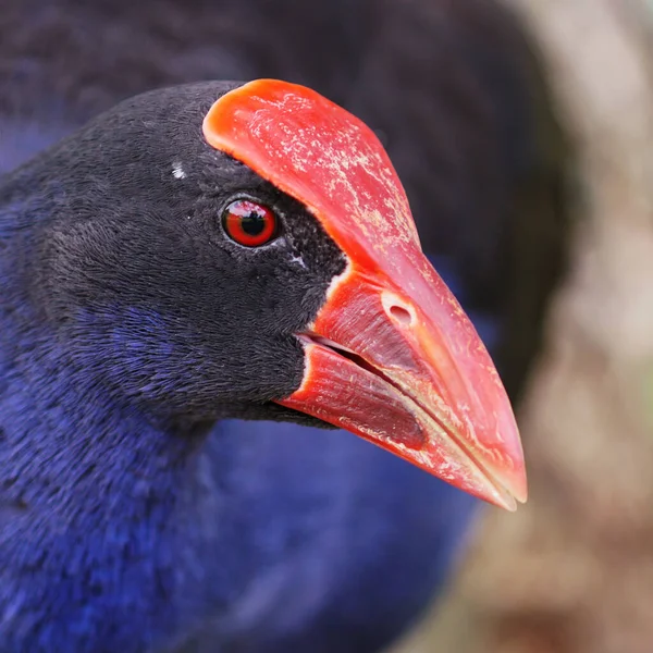 Detailní Záběr Fialové Slepice Austrálii — Stock fotografie