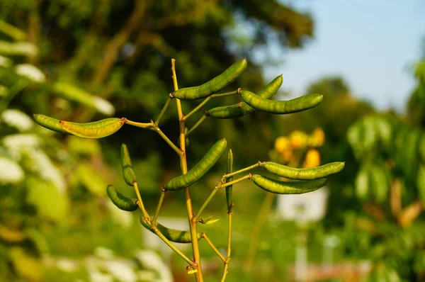 Vagens Sementes Sena Alexandrino Jardim Botânico Uma Planta Medicinal Antiga — Fotografia de Stock