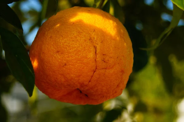 柑橘属植物中的一种水果 美丽的橙色被绿色包围着 — 图库照片