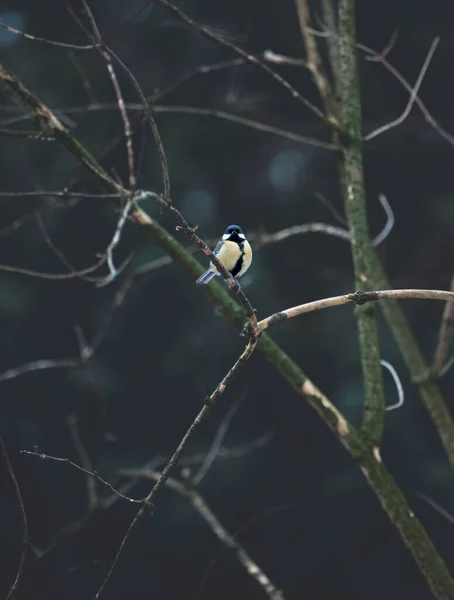 Selective Great Tit Parus Major Bare Branch — Zdjęcie stockowe