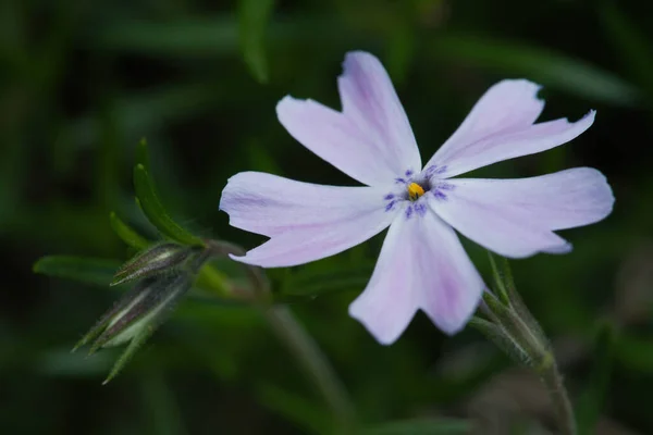Closeup Shot Beautiful Wild Phlox Blooming Garden — 스톡 사진