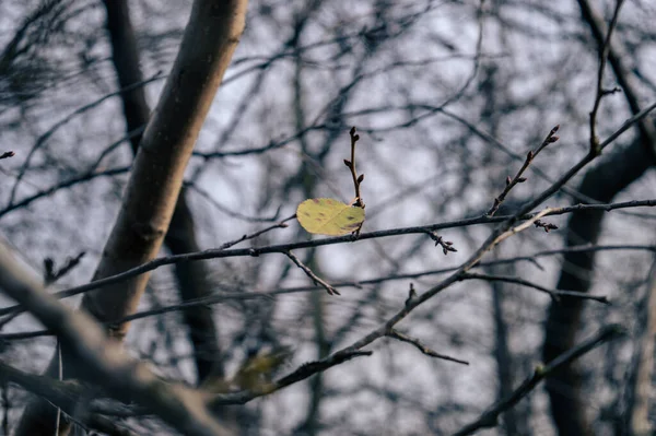 Вибірковий Фокус Сухого Осіннього Листя Одній Гілок Дерева Деревом Фон — стокове фото