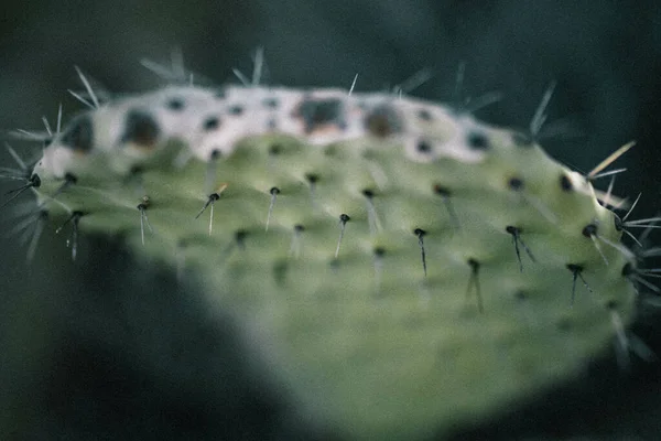 Närbild Vacker Kaktus Som Växer Trädgården — Stockfoto