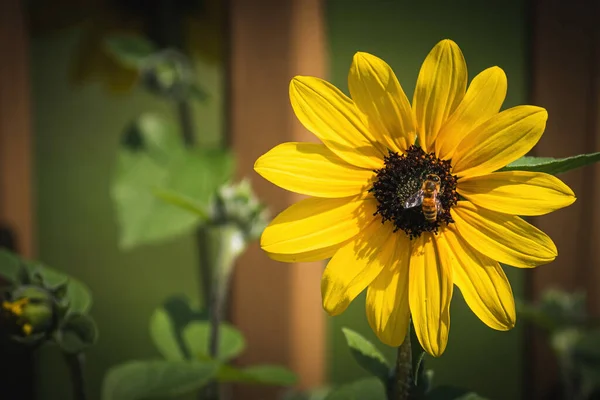 向日葵授粉蜜蜂授粉的选择性焦镜头 — 图库照片