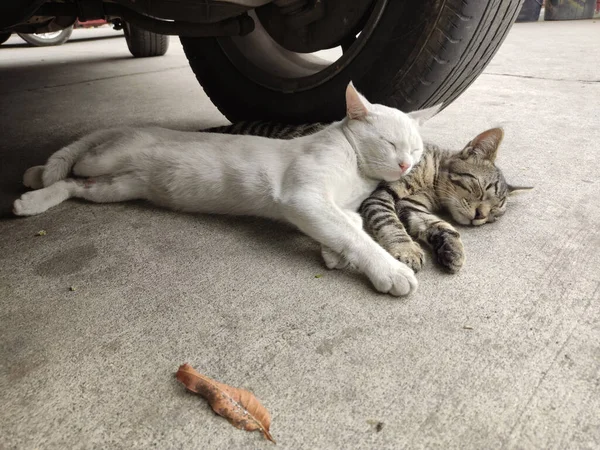 Närbild Bedårande Katter Sover Varandra Utomhus — Stockfoto