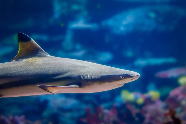 靠近一条黑尖礁鲨 Carcharhinus Melanopterus — 图库照片
