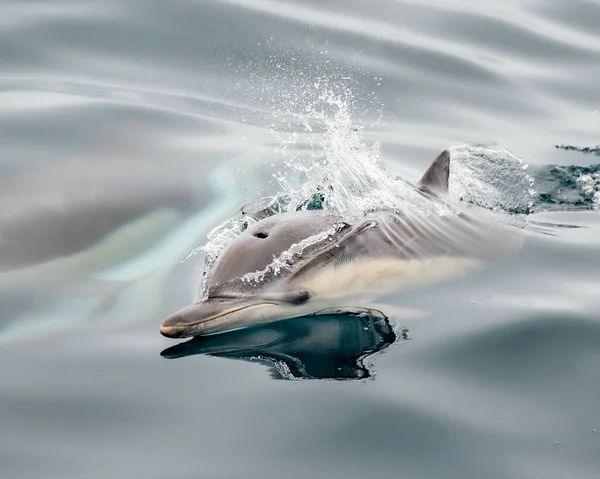 Söt Delfin Santa Barbara Channel — Stockfoto