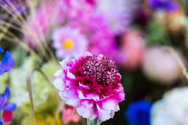 Beau Cliché Assortiment Fleurs Colorées Fleurissant Dans Jardin Botanique — Photo