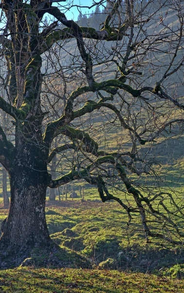 Disparo Vertical Viejo Árbol Desnudo Con Ramas Largas Una Ladera — Foto de Stock