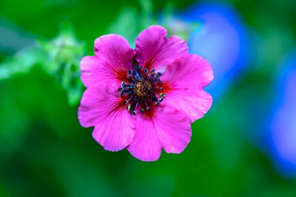 Closeup Shot Blooming Pink Potentilla Nepalensis Flower — Foto Stock