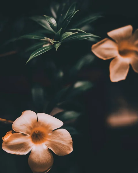 Vertical Closeup Shot Blooming Orange Allamanda Flowers — Φωτογραφία Αρχείου