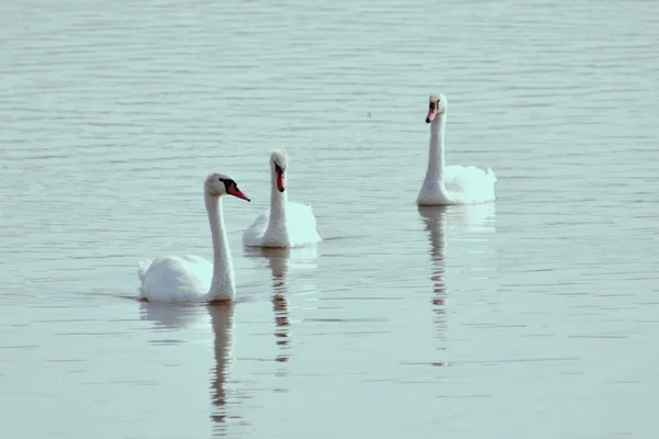 Группа Белых Лебедей Бродит Пруду Яссах Румыния — стоковое фото