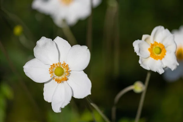 Close White Japanese Anemone Blossoms Anemone Hupehensis Blurry Background — Zdjęcie stockowe
