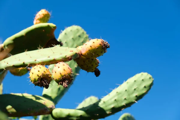Close up of a prickly pear cactus with ripe fruits over deep blue sky. Concept for farmers at El Hierro, Canary Islands.
