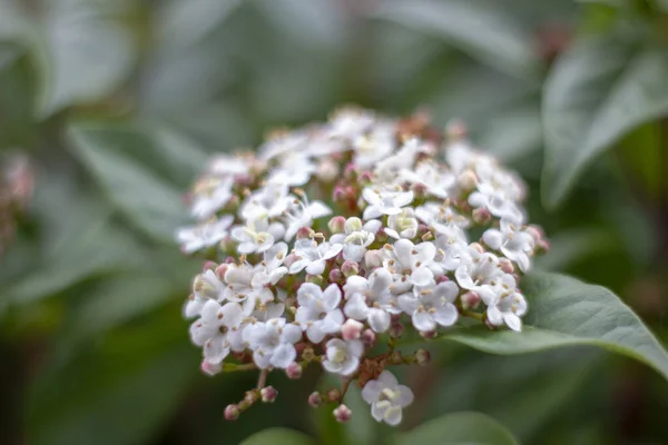 Vacker Bild Blomma Botanisk Trädgård — Stockfoto