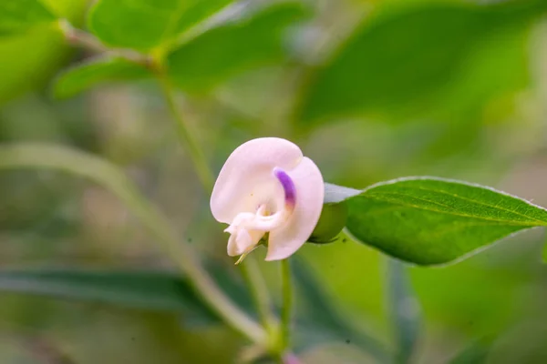 Primo Piano Bel Fiore — Foto Stock