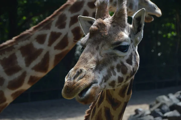 Closeup Giraffe Zoo — Photo