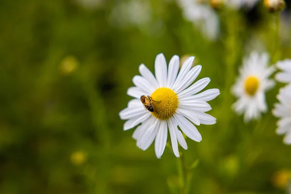 Макрознімок Бджоли Красивій Квіточці Ромашки Саду — стокове фото