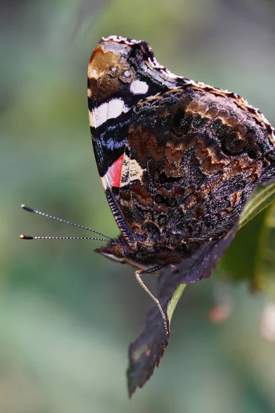 垂直閉鎖上のヴァネッサAtalanta蝶で座っている閉じた翼で庭の葉 — ストック写真