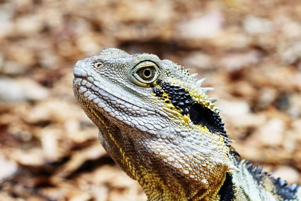 Selective Focus Shot Dragon Lizard — Stock Photo, Image