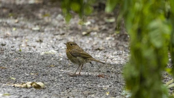 Shallow Focus Shot Robin Perched Ground — 图库照片