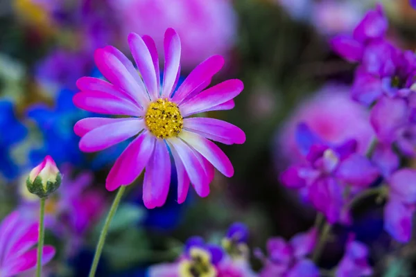 Beautiful Shot Assortment Colorful Flowers Blooming Botanical Garden — стоковое фото