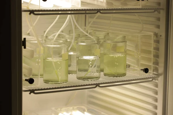 Tiro Planta Cultivada Sementes Congelador Laboratório — Fotografia de Stock