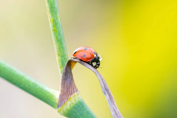 Joaninha Sete Lugares Inseto Preto Vermelho Uma Haste Funcho — Fotografia de Stock