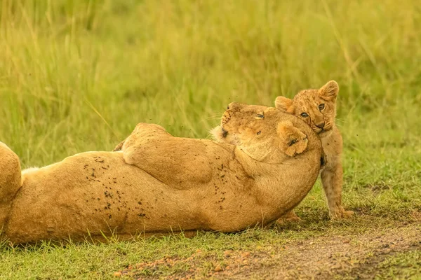 Leão Mãe Leão Bebê Brincando Campo — Fotografia de Stock