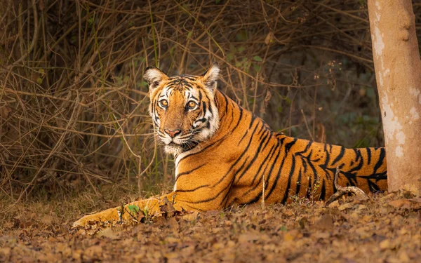 Belo Tigre Laranja Descansando Campo — Fotografia de Stock