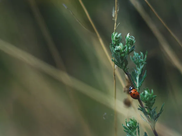 Selective Focus Shot Ladybug Plant Stem — Stock Photo, Image