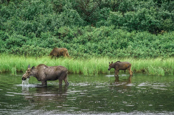 Alce Con Los Terneros Caminando Agua Parque Nacional Denali Alaska — Foto de Stock