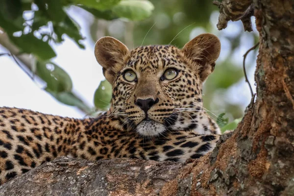 Tiro Perto Tigre Árvore Capturada Torno África Sul — Fotografia de Stock